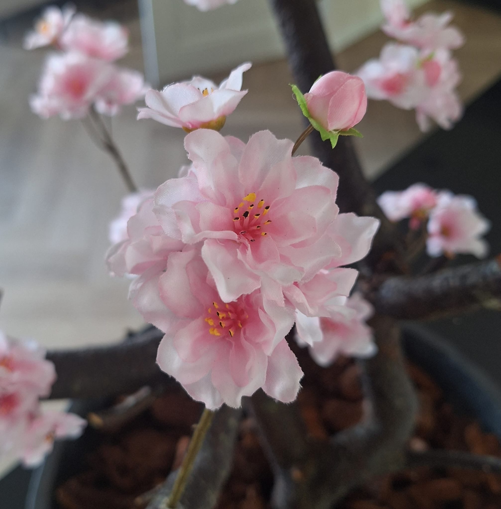 Bloesemboom 55 cm