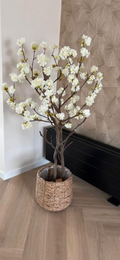 Bloesemboom