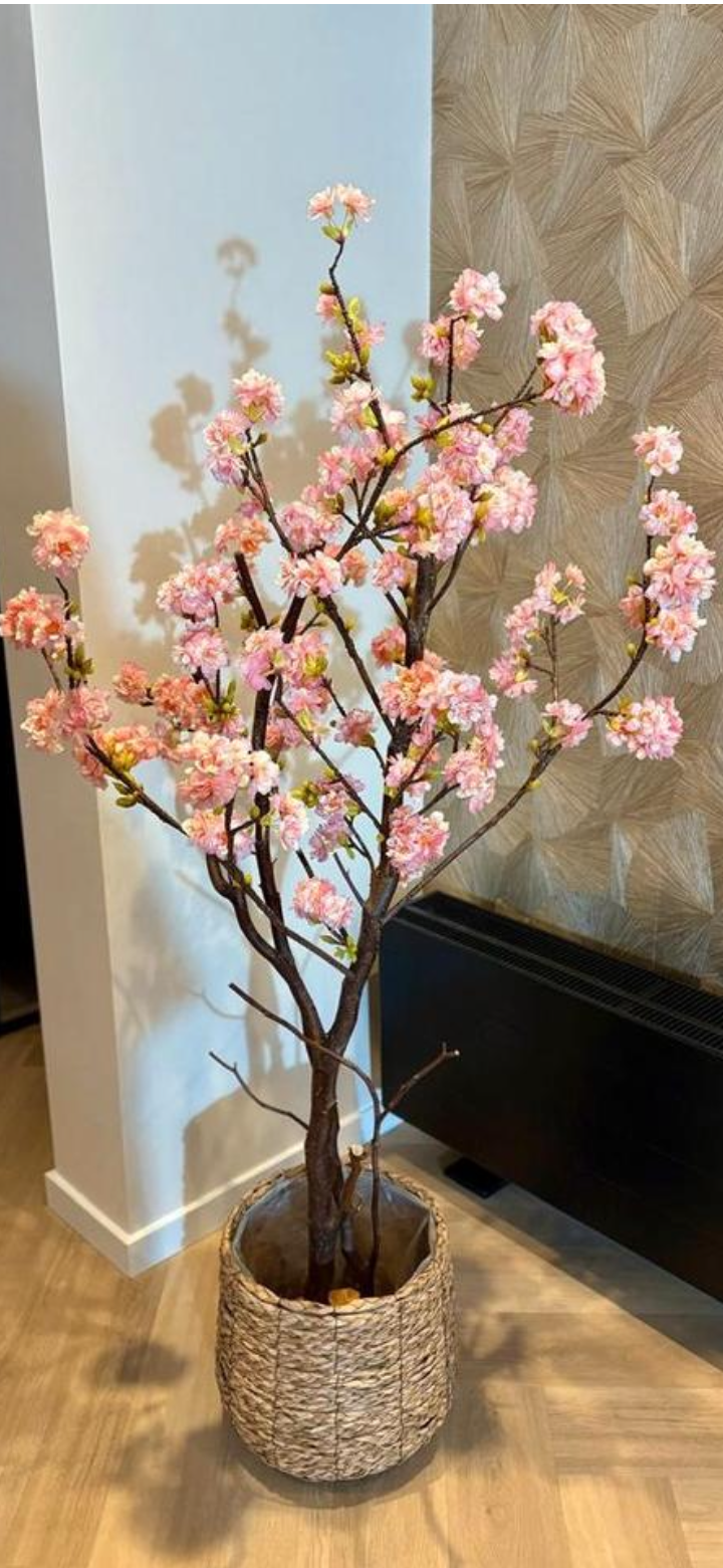 Bloesemboom